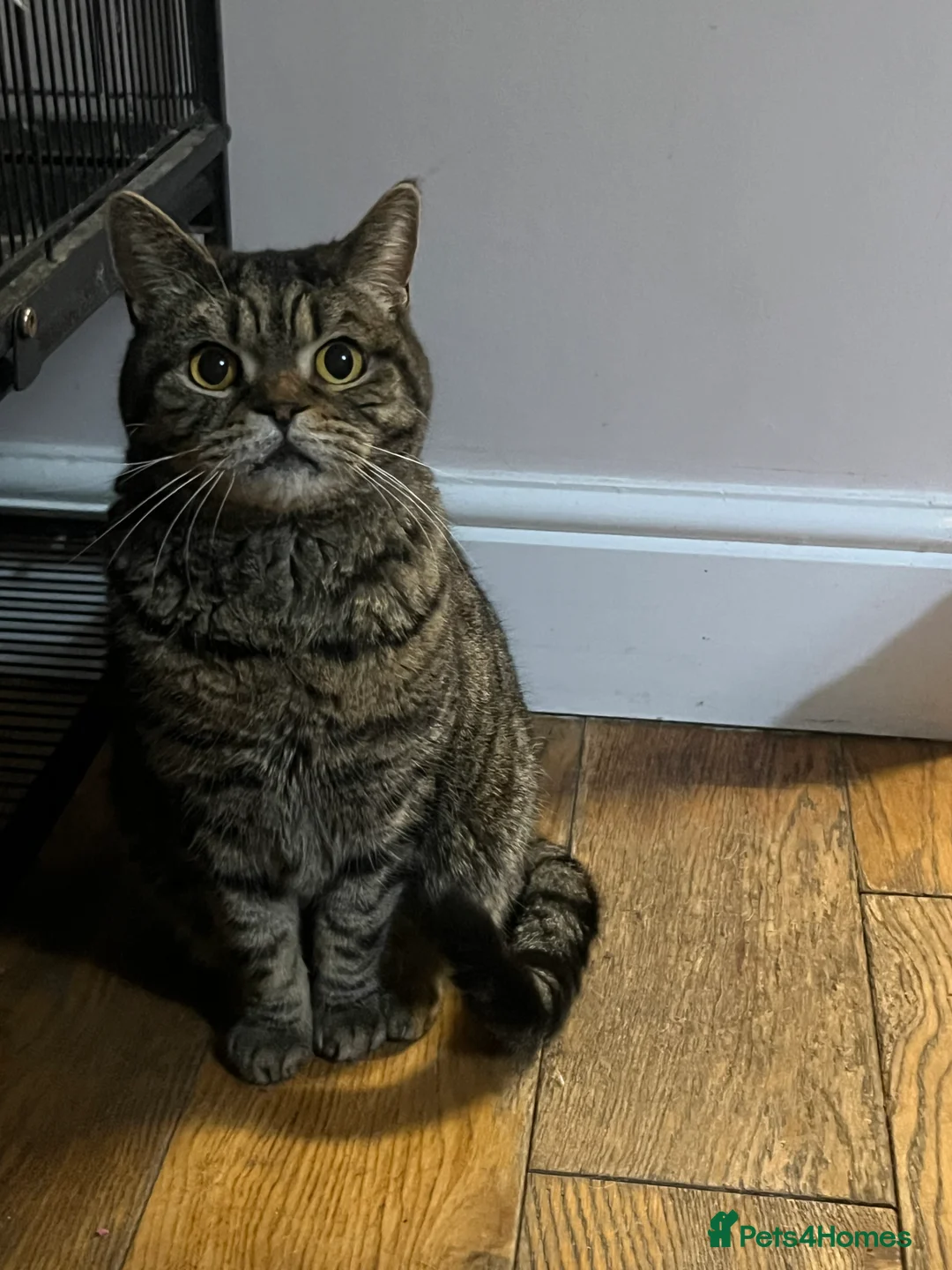 British Shorthair cats for sale: Beautiful Tabby BSH needs new loving home. - Advert 1
