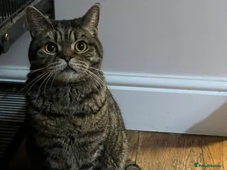 British Shorthair cats Beautiful Tabby BSH needs new loving home. - Advert 1