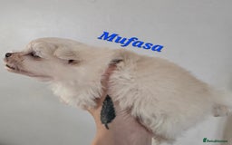 Mixed Breed dogs for sale: F1 Maltipom puppies from health tested parents  - Image 13