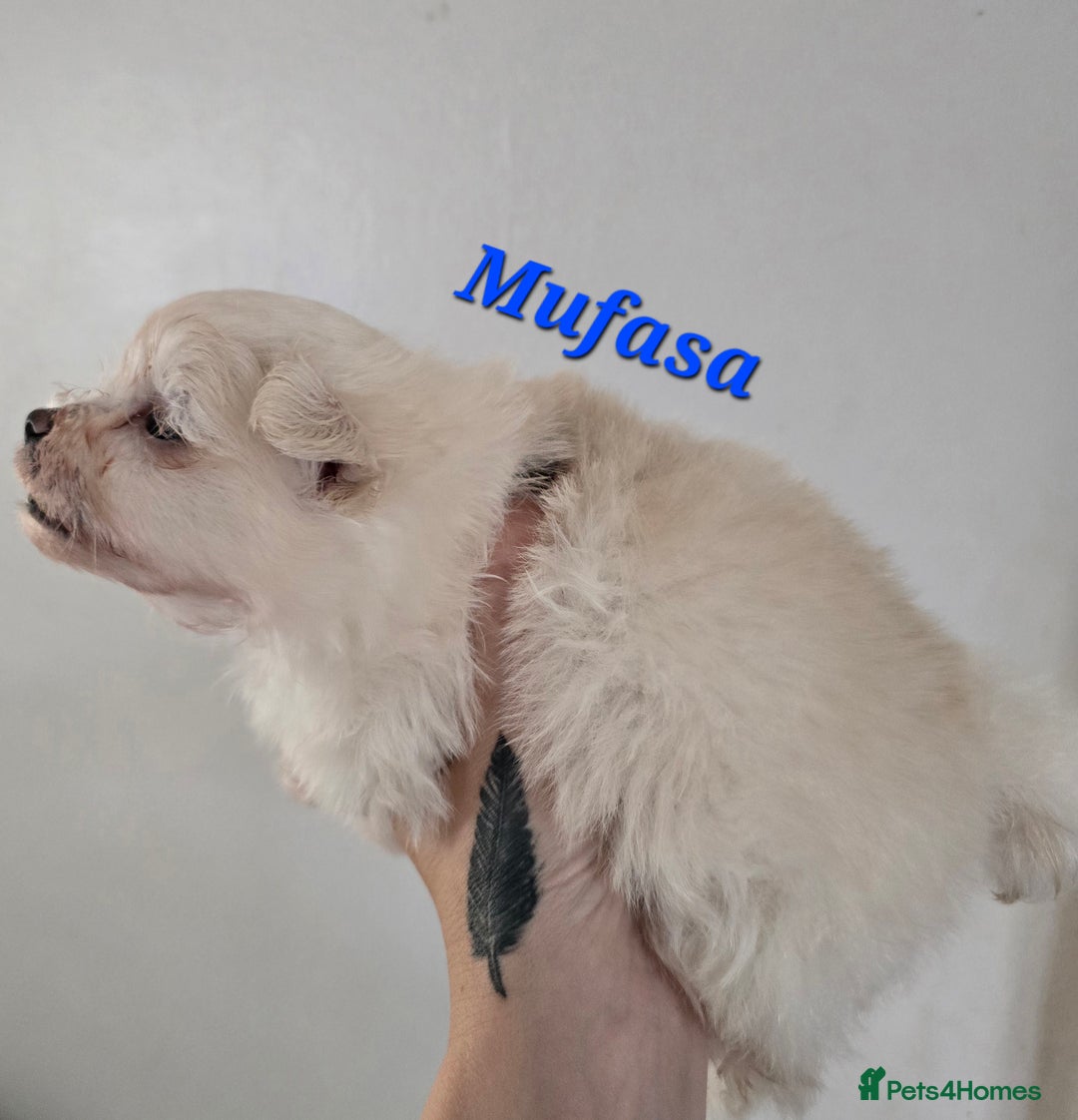 Mixed Breed dogs for sale: F1 Maltipom puppies from health tested parents  - Image 13