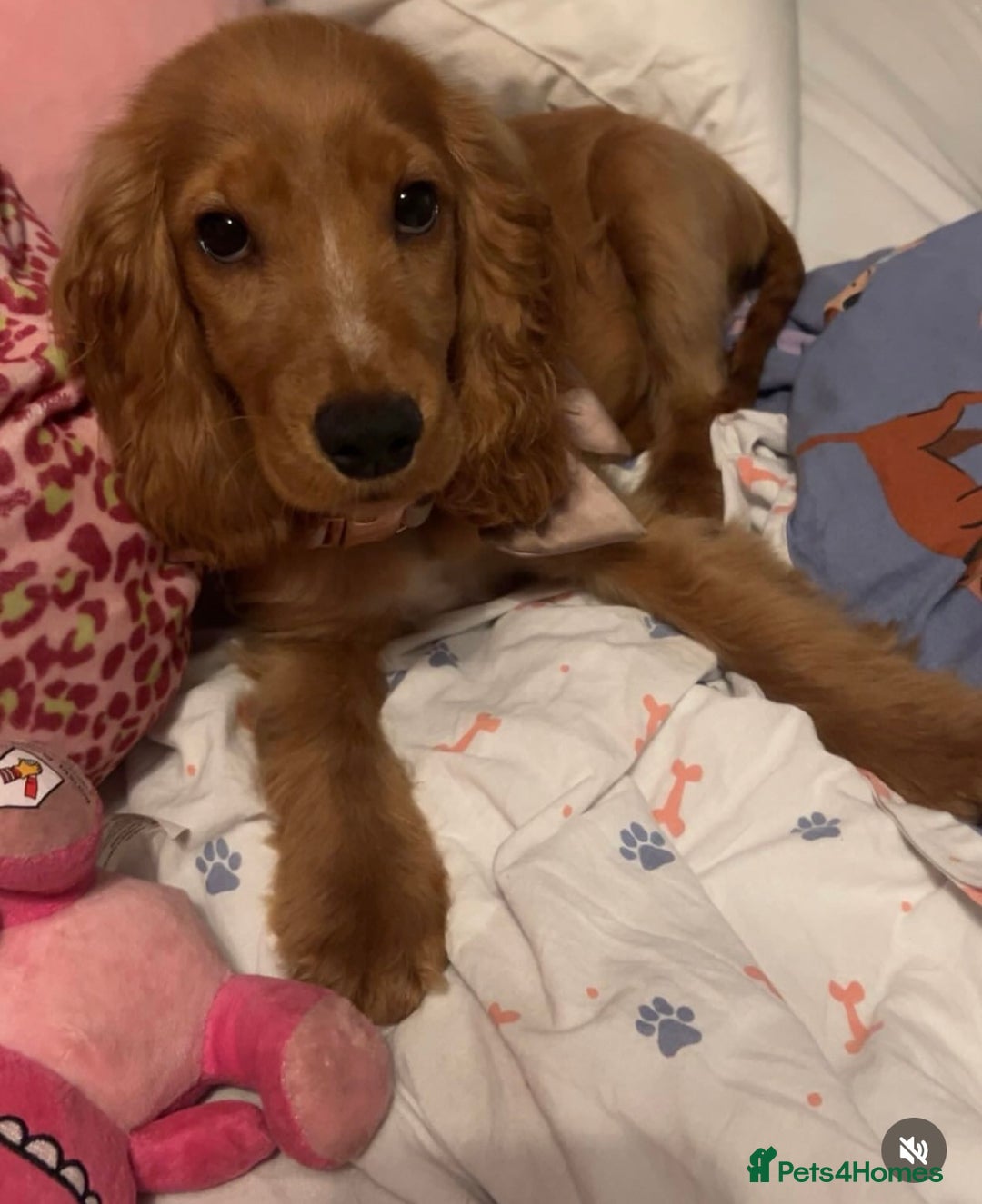 Cocker Spaniel dogs for sale: Cocker Spaniel Female 9 Months Old - Advert 2