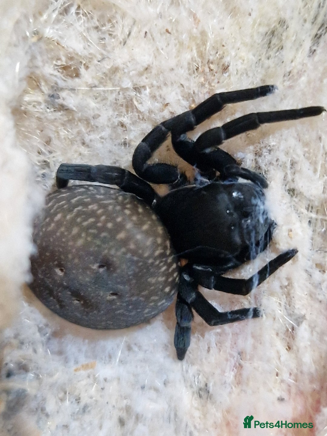 Spiders invertebrates for sale: Adorable velvet spiders 🕷  - Advert 10