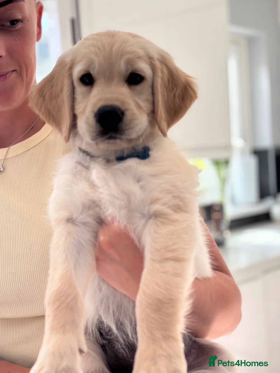 Golden Retriever dogs for sale: Golden retriever puppies - Advert 1