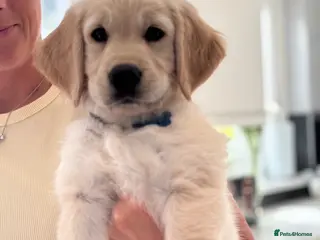 Golden Retriever dogs Golden retriever puppies - Advert 1