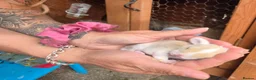 Mixed Breed rabbits for sale: Torte lion head lop  - Advert 11