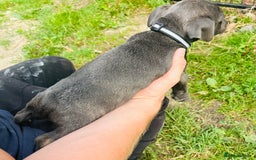 Jack Russell dogs for sale: Blue & Black Brindle Jack Russells - Image 20