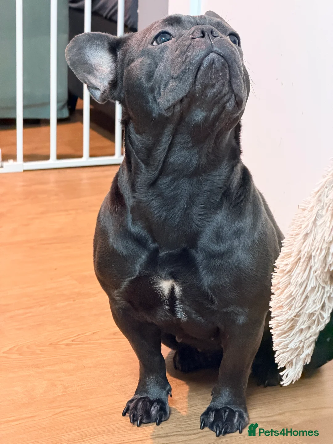 French Bulldog dogs for sale: Brooklyn is looking for a loving family - Advert 1