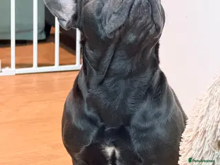 French Bulldog dogs Brooklyn is looking for a loving family - Advert 10