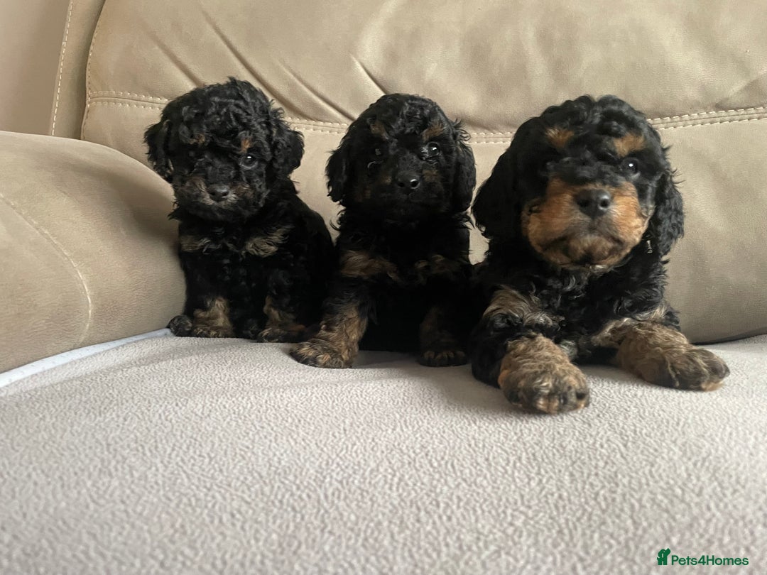 Cavapoo dogs for sale: ⭐ adorable Cavapoo’s ⭐  - Advert 8