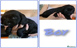 Cockapoo dogs for sale: F2 cockapoo puppies  - Image 28