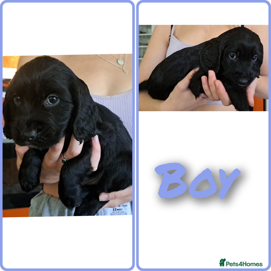 Cockapoo dogs for sale: F2 cockapoo puppies  - Image 28