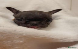 French Bulldog dogs for sale: French puppies  - Advert 3