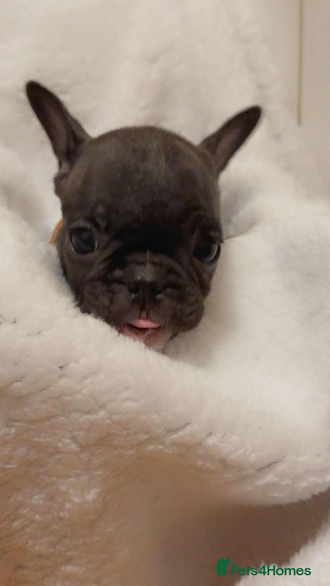 French Bulldog dogs for sale: French puppies  - Advert 3