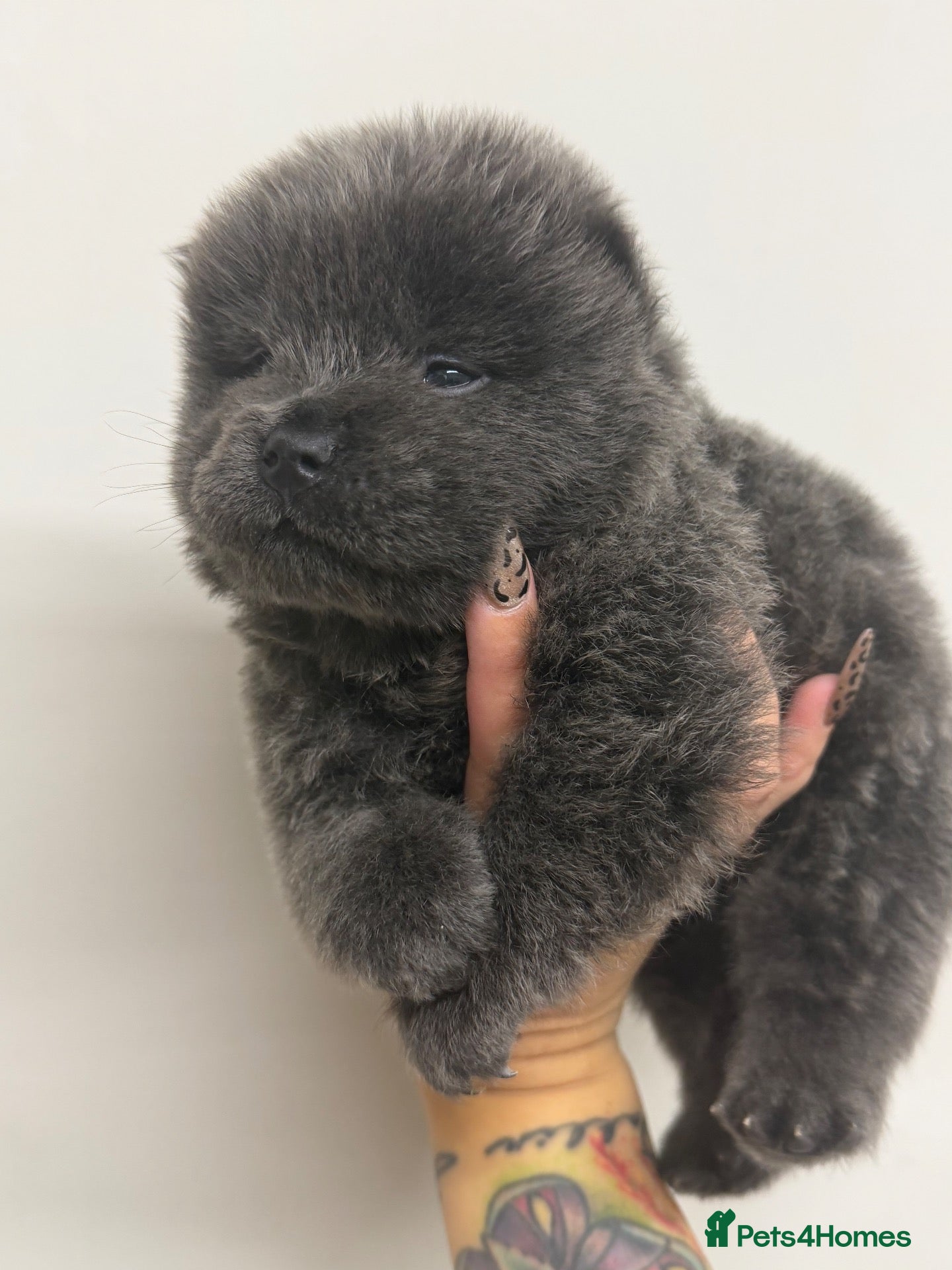Chow Chow dogs Fluffy CHOW CHOWS - Advert 2