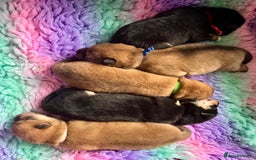 Japanese Shiba Inu dogs for sale: Outstanding Shiba Inu Puppies - Image 6