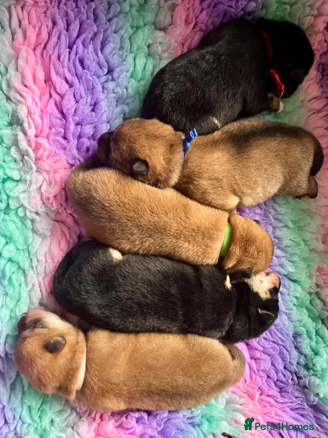 Japanese Shiba Inu dogs for sale: Outstanding Shiba Inu Puppies - Image 6