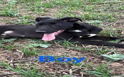 Lurcher dogs for sale: Bull x lurcher pups for sale - Image 4