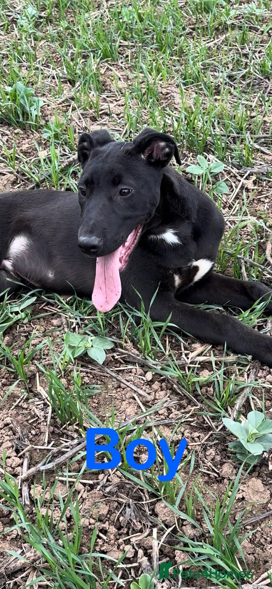 Lurcher dogs for sale: Bull x lurcher pups for sale - Image 4