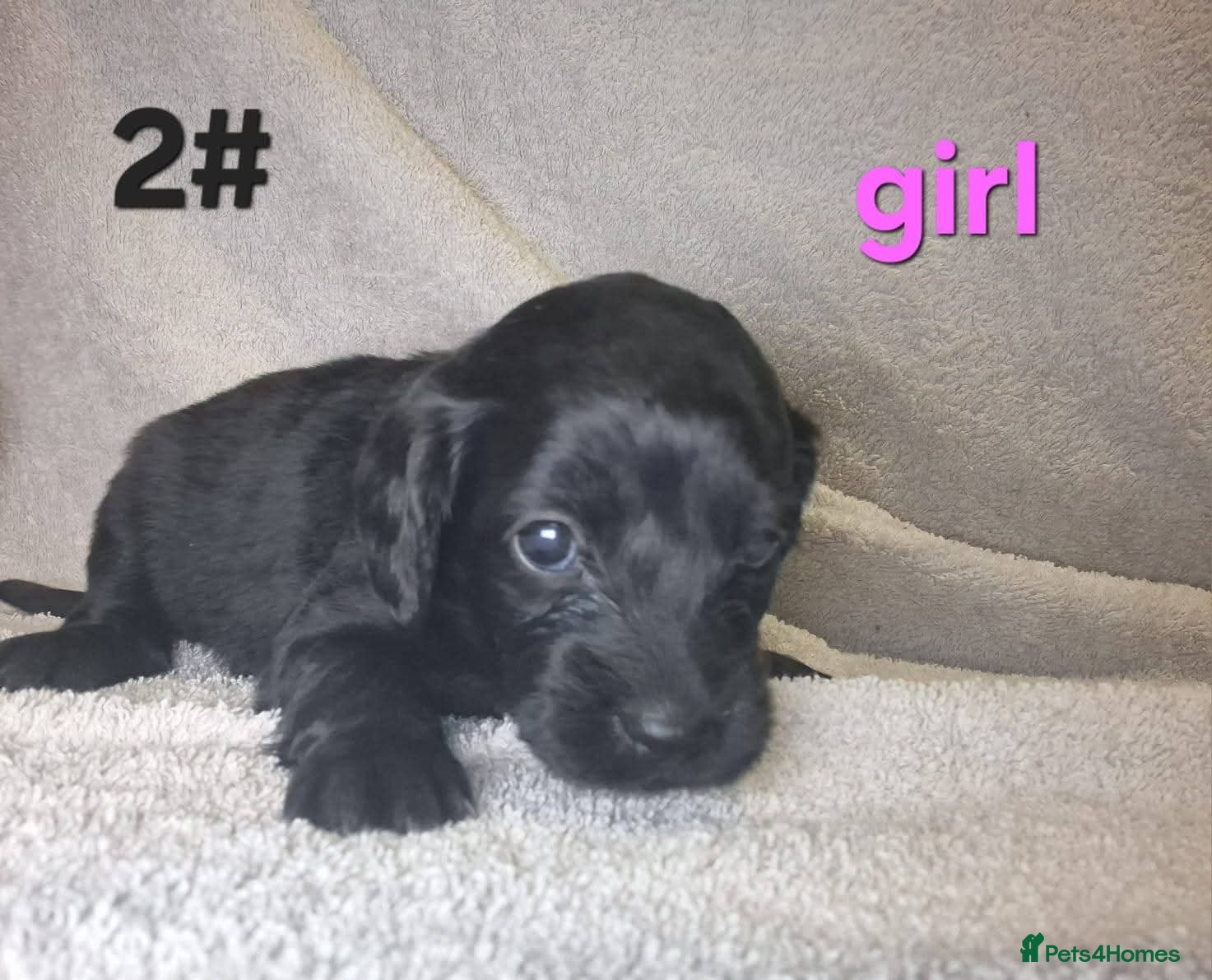 Cockapoo dogs 8 beautiful puppies for sale - Advert 4