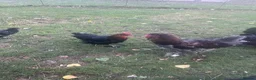 Chickens poultry for sale: Brahma hens  - Advert 4