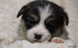 Welsh Corgi Pembroke dogs for sale: Naturally bobbed unique babies - Image 18