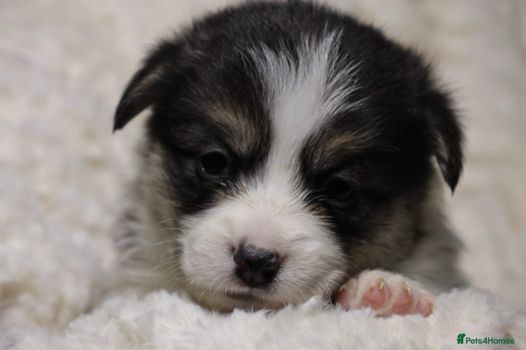 Welsh Corgi Pembroke dogs for sale: Naturally bobbed unique babies - Image 18