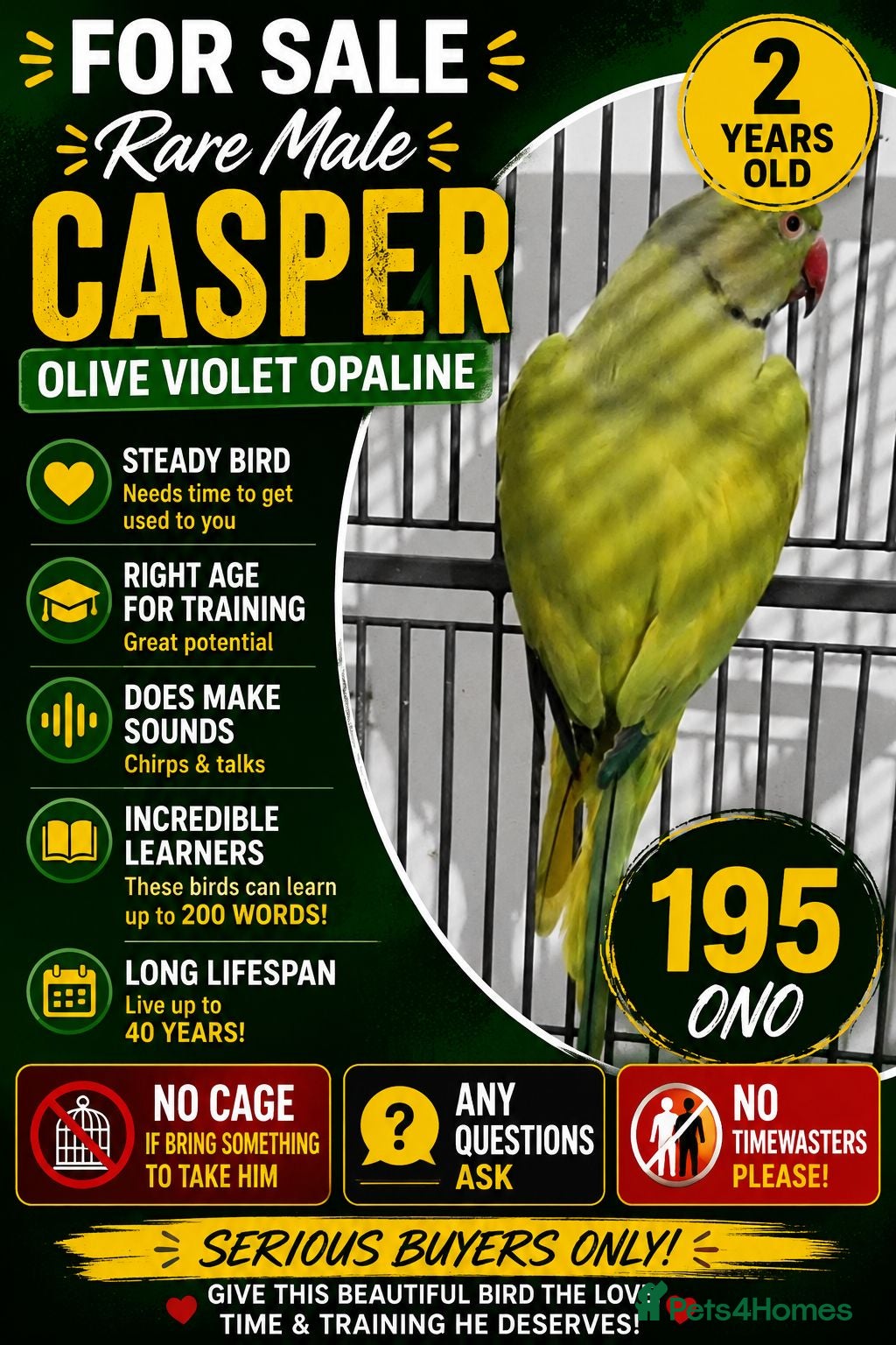Ringnecks birds Beautiful male mutation ringneck talking parrot  - Advert 8