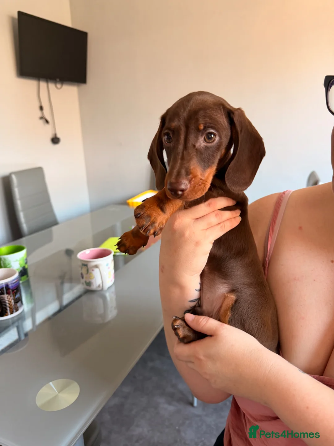 Miniature Dachshund dogs for sale: KC miniature dachshund  - Advert 4