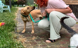 Mixed Breed dogs for adoption: 💖🐶 KURKUMA -1.5-year-old girl, medium-sized🐶💖 - Image 5