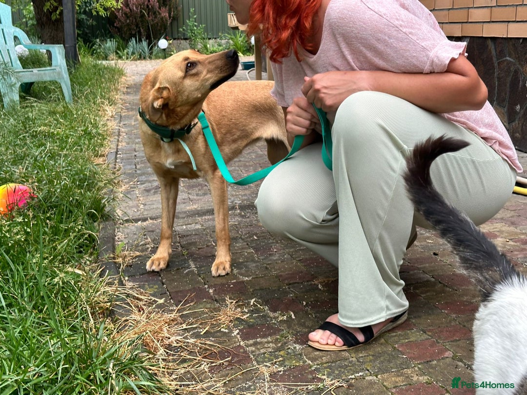 Mixed Breed dogs for adoption: 💖🐶 KURKUMA -1.5-year-old girl, medium-sized🐶💖 - Image 5