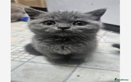 British Shorthair cats for sale: British shorthair  - Image 1