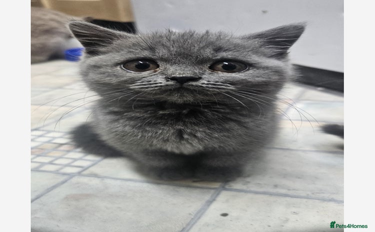 British Shorthair cats - Advert 4