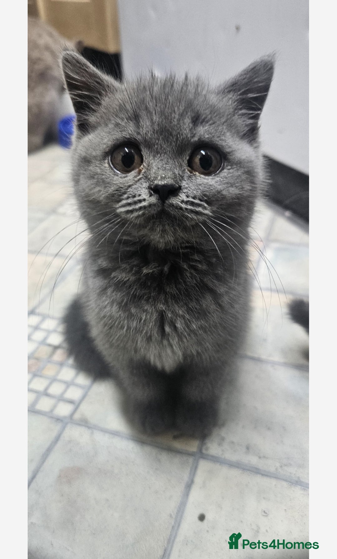 British Shorthair cats for sale: British shorthair  - Image 1