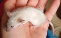 Mouse rodents for sale: Only Two male mice left  - Image 4