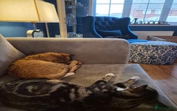 Mixed Breed cats for sale: I have both parents, adorable kittens - Image 6