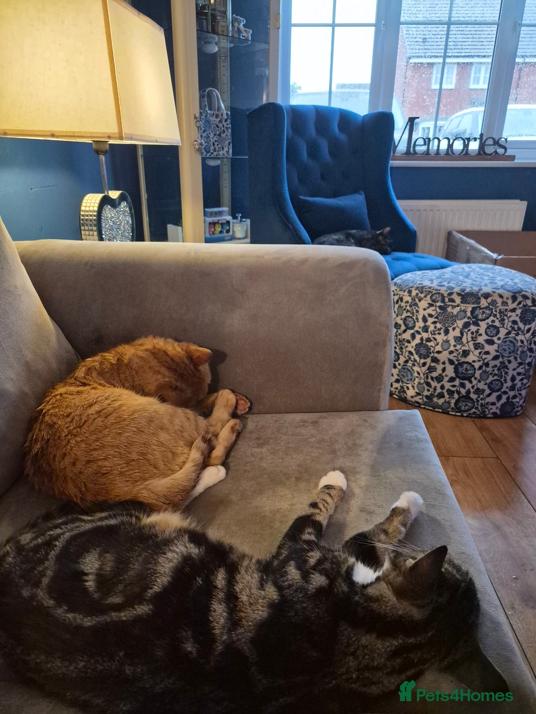 Mixed Breed cats for sale: I have both parents, adorable kittens - Image 6