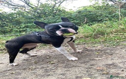 Boston Terrier dogs for stud: BOSTON TERRIER STUD in Lytham Saint Annes - Image 6