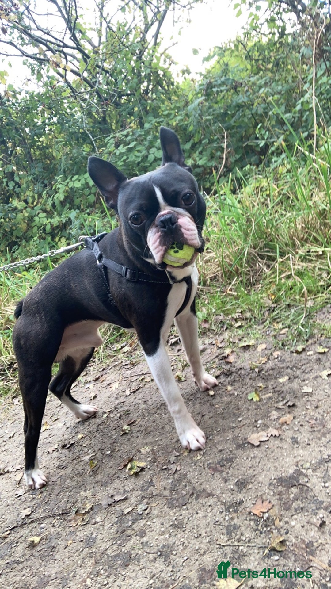 Boston Terrier dogs for stud: BOSTON TERRIER STUD in Lytham Saint Annes - Image 6