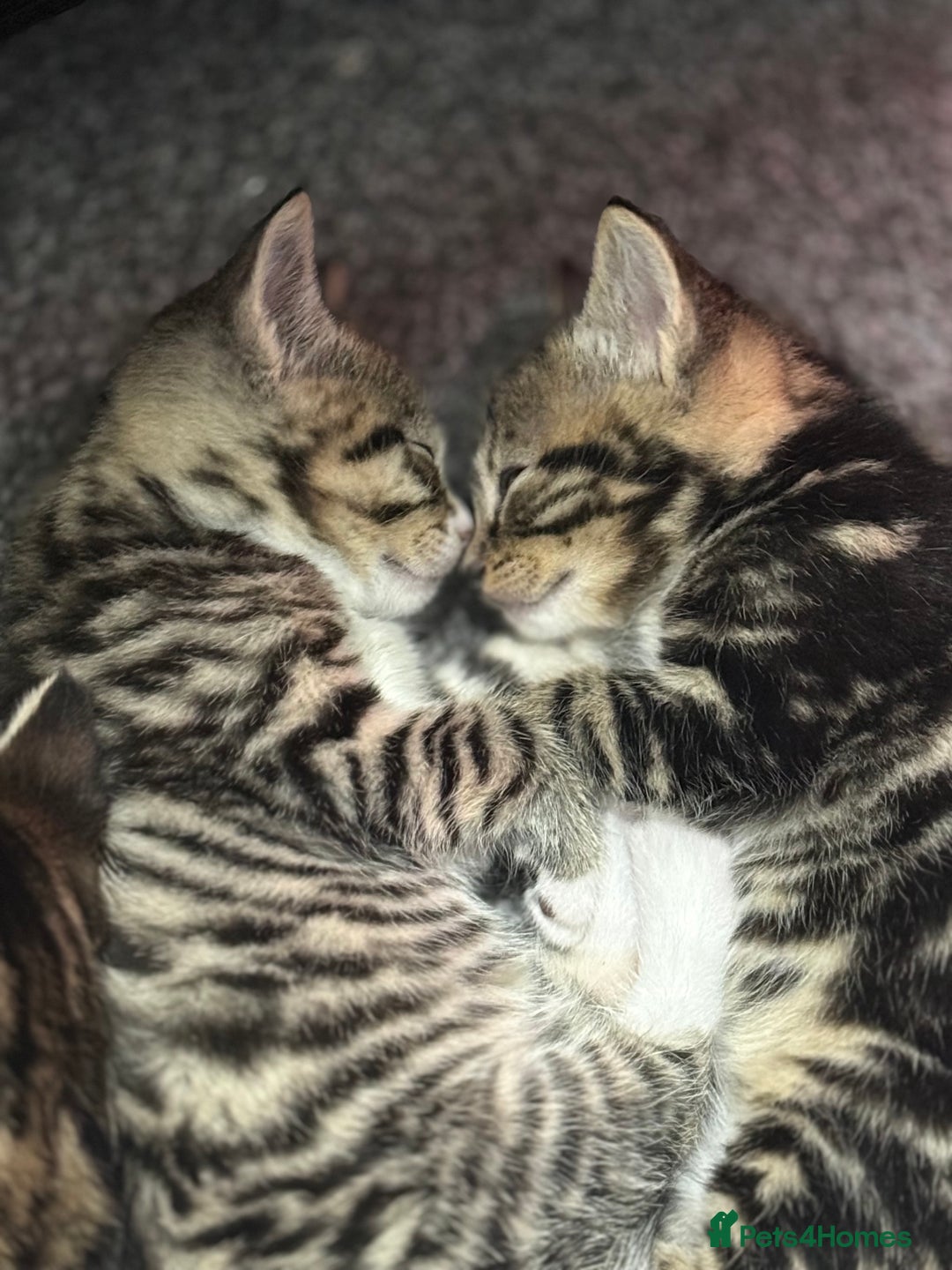 Domestic Shorthair cats for sale: 3 Cute Tabby Kittens - Image 7
