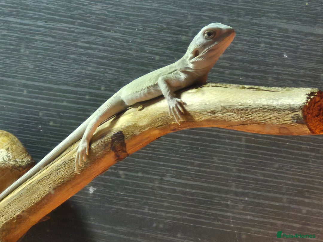 Bearded Dragon reptiles for sale: Bearded dragons  babies  - Advert 21
