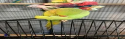 Ringnecks birds for sale: green ringneck parrot  in Worcester - Advert 2