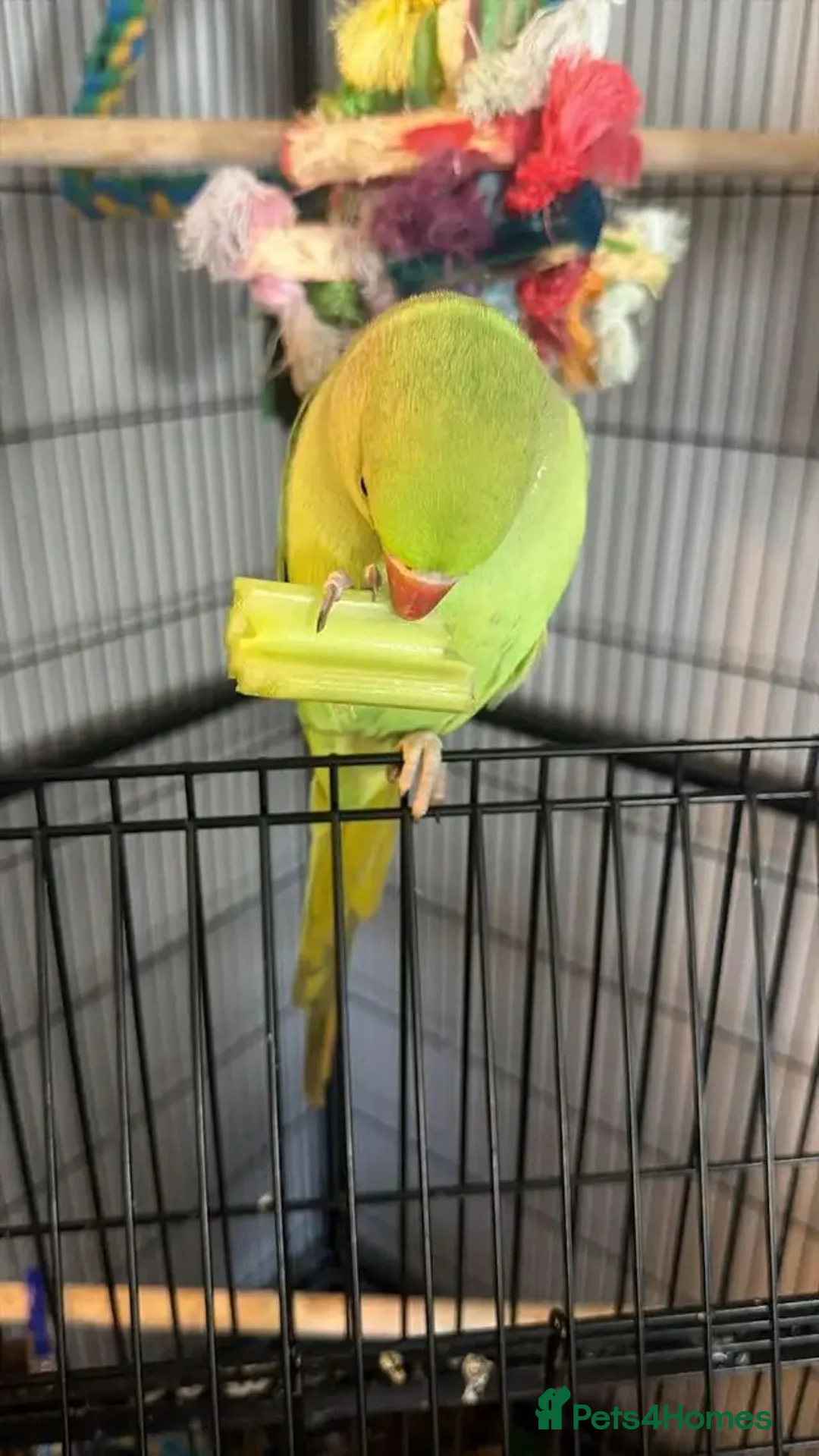 Ringnecks birds for sale: green ringneck parrot  in Worcester - Advert 2