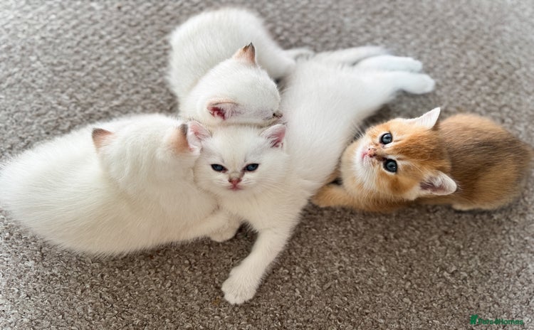 British Shorthair cats in Bedford - Advert 8