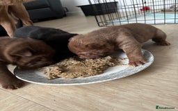 Shar Pei dogs for sale: Stunning Shar Pei Pups - Image 13