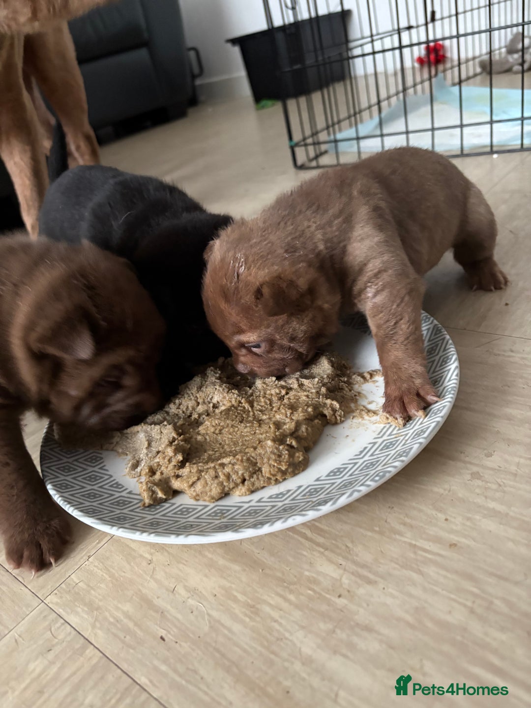 Shar Pei dogs for sale: Stunning Shar Pei Pups - Image 13