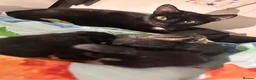 Mixed Breed cats for sale: 5 Beautiful Kittens For Loving Homes in Ashford - Advert 2