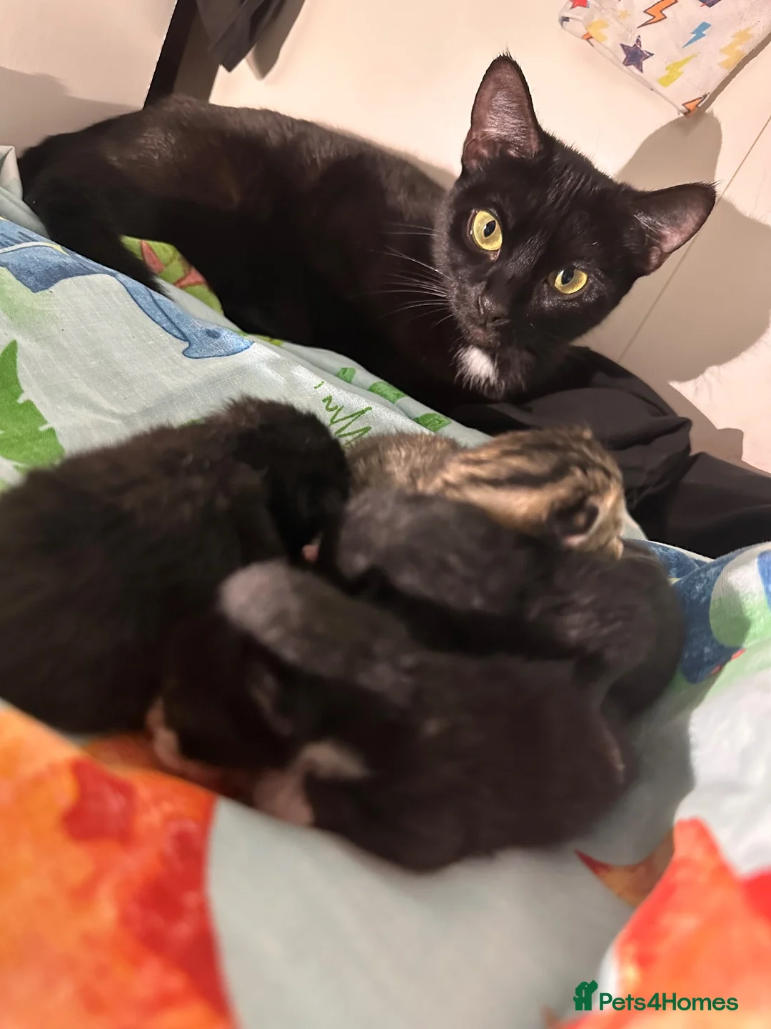 Mixed Breed cats for sale: 5 Beautiful Kittens For Loving Homes in Ashford - Advert 2