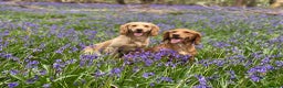 Cocker Spaniel dogs for stud: Outstanding OFTW Red Cocker, FULLY HEALTH TESTED in Bristol - Advert 14
