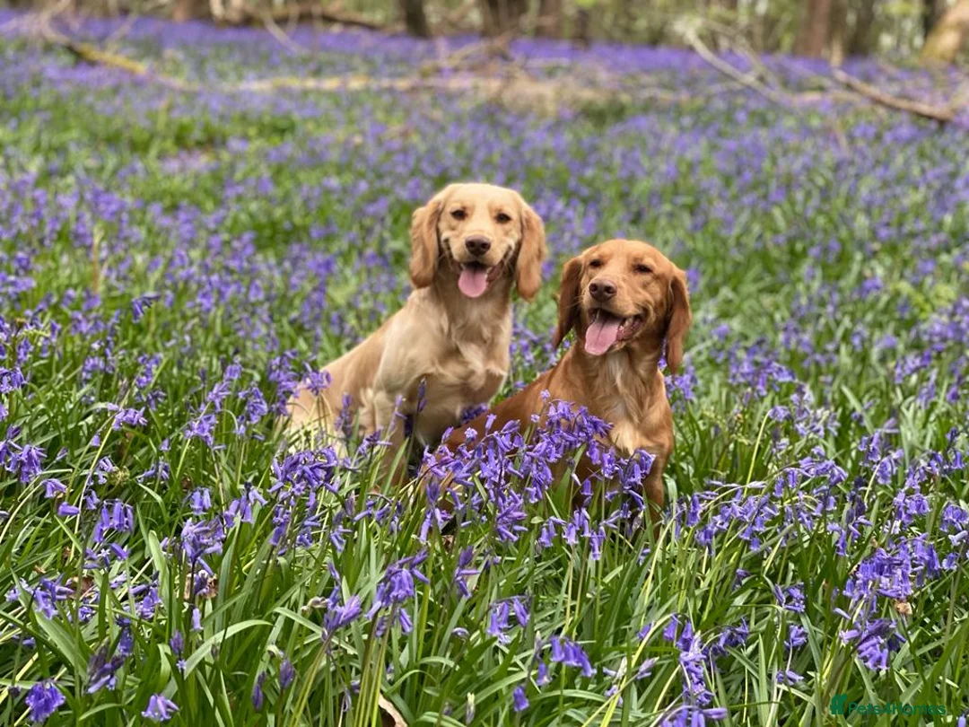 Cocker Spaniel dogs for stud: Outstanding OFTW Red Cocker, FULLY HEALTH TESTED in Bristol - Advert 14
