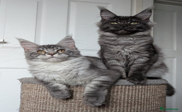 Maine Coon cats - Advert 1